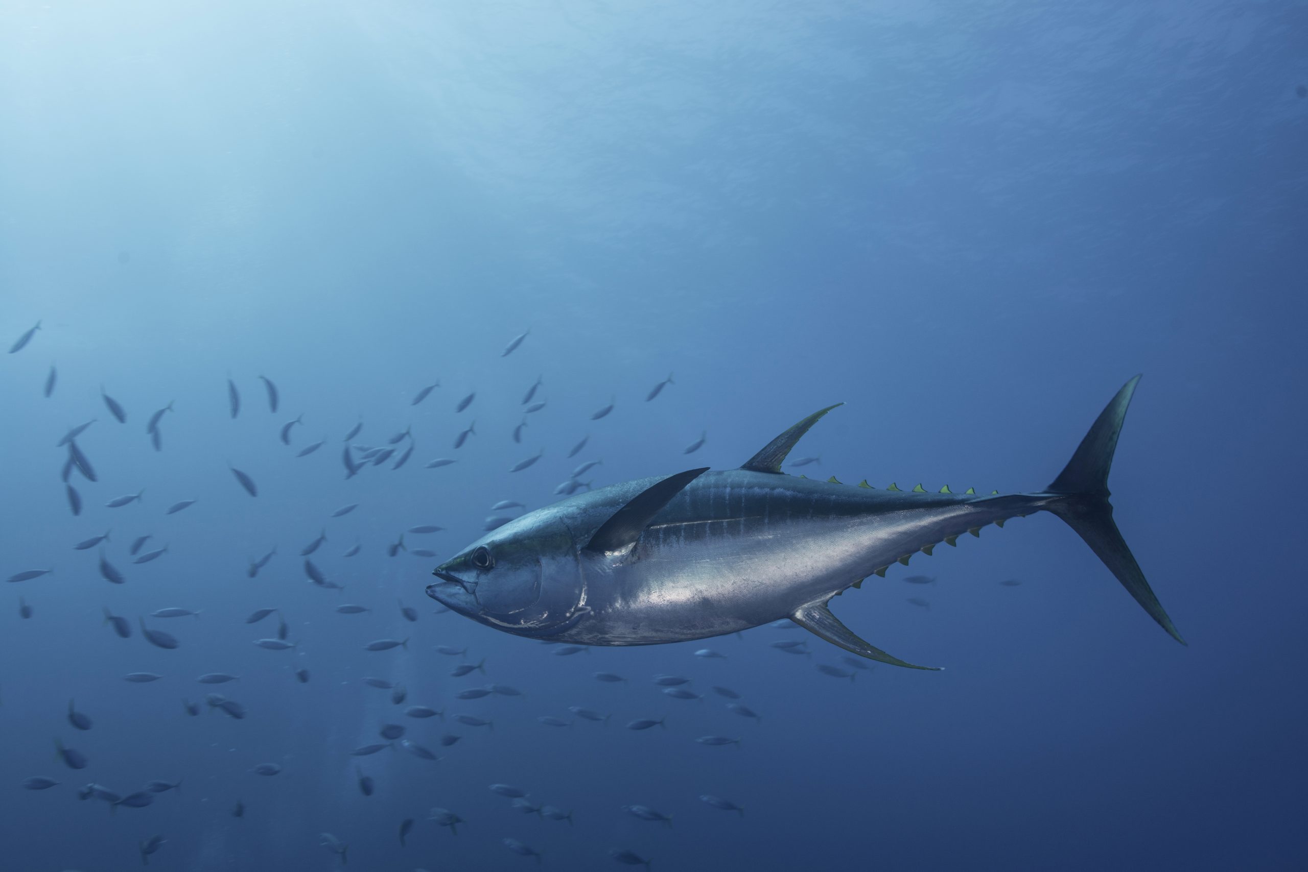 atun yellowfin 1 scaled