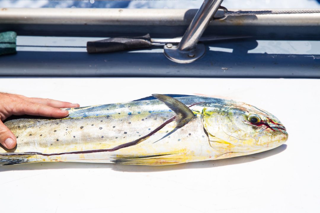 mahimahi2 scaled e1750414369604