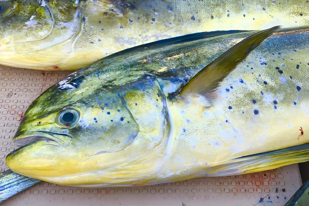 mahimahi3 e1750414337190
