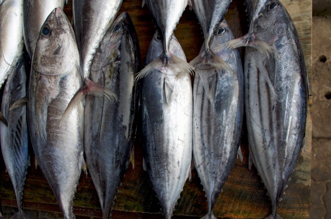 skipjack bonito scaled e1750189212216