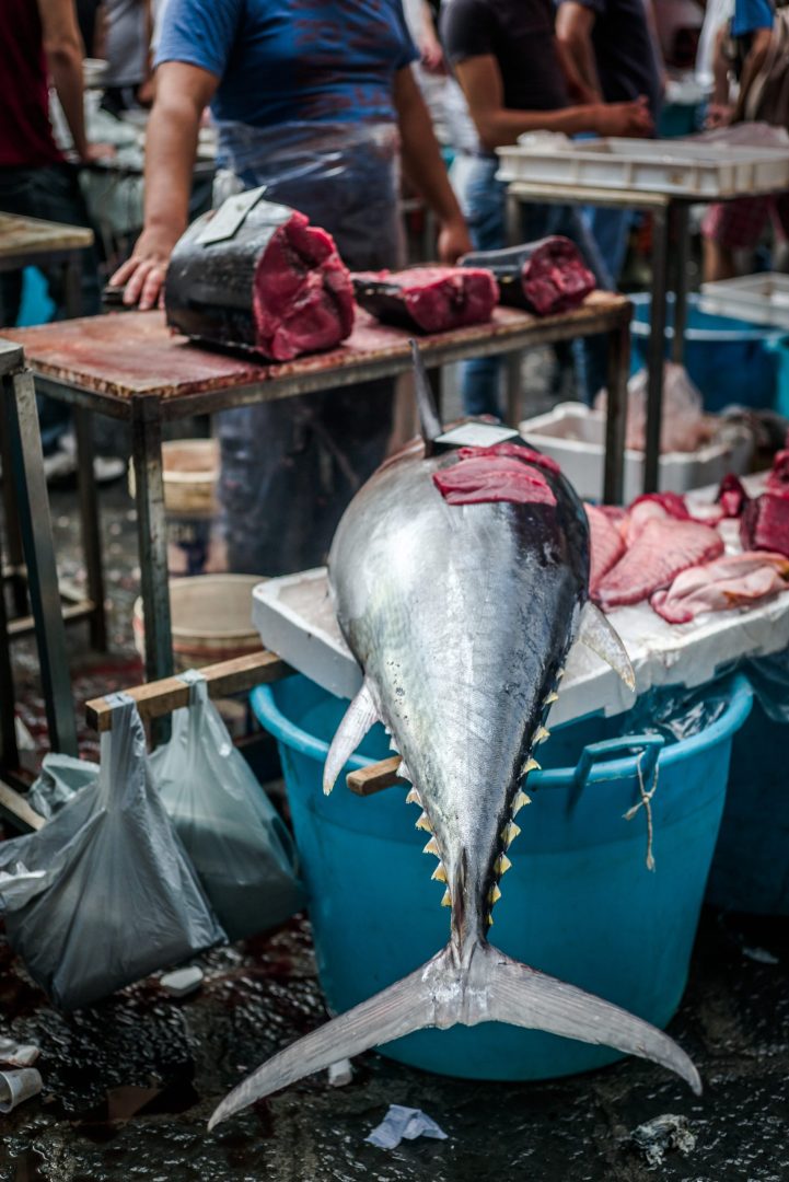 yellowfin tuna scaled e1750239684323